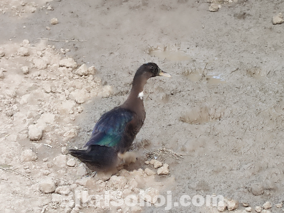 দেশি হাঁস